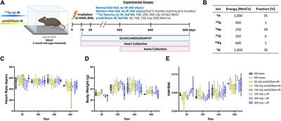 Lifetime evaluation of left ventricular structure and function in male ApoE null mice after gamma and space-type radiation exposure